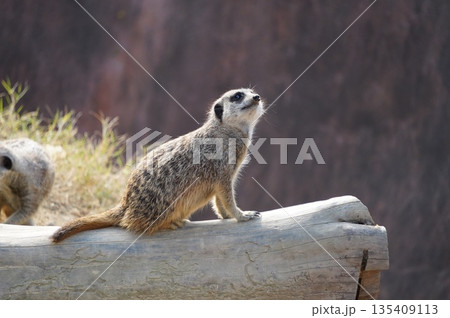 立って見つめるミーアキャット 135409113