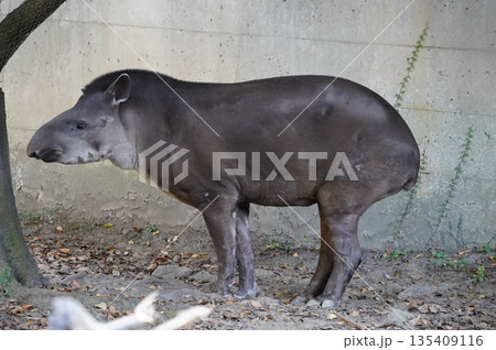 ブラジルバク 135409116