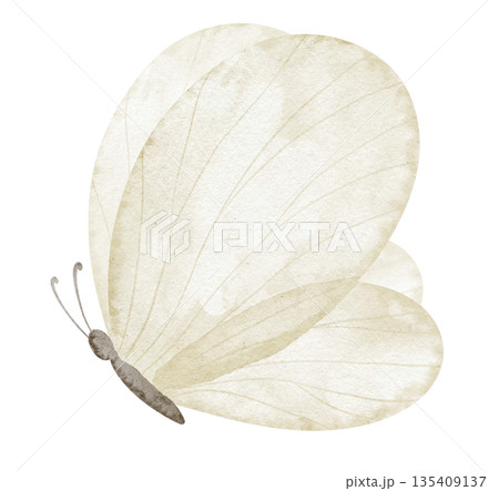 Butterfly watercolor illustration in light yellow pastel colors with delicate transparent wings. Drawing of insect for baby shower greeting cards or childish invitations. Art for nursery design. 135409137