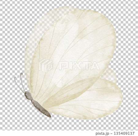 Butterfly watercolor illustration in light yellow pastel colors with delicate transparent wings. Drawing of insect for baby shower greeting cards or childish invitations. Art for nursery design. 135409137