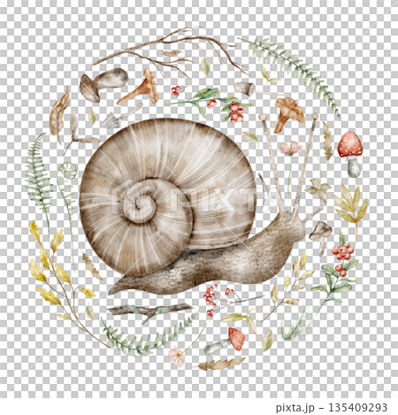 Snail watercolor illustration with forest elements such as mushrooms, leaves, and berries. Drawing of woodland animal with autumn plants for nursery posters or baby greeting cards and invitations. 135409293