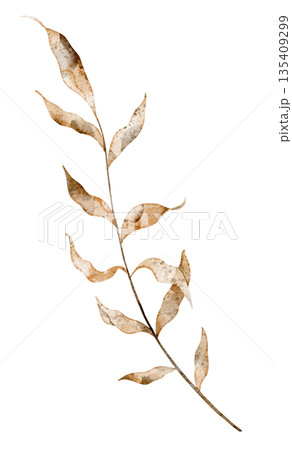Watercolor branch with fall dried leaves for autumn wedding invitations or greeting cards. Illustration of twig on isolated background for woodland themes and rustic decorations. 135409299