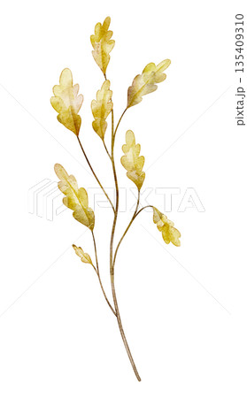 Branch with yellow oak autumn leaves painted in watercolor. Illustration of seasonal fall woodland flora. Twig for greeting cards or invitations. Botanical drawing on isolated background. Branch with yellow oak autumn leaves painted in watercolor. Illustration of seasonal fall woodland flora. Twig for greeting cards or invitations. Botanical drawing on isolated background. 135409310