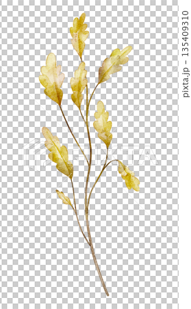 Branch with yellow oak autumn leaves painted in watercolor. Illustration of seasonal fall woodland flora. Twig for greeting cards or invitations. Botanical drawing on isolated background. Branch with yellow oak autumn leaves painted in watercolor. Illustration of seasonal fall woodland flora. Twig for greeting cards or invitations. Botanical drawing on isolated background. 135409310
