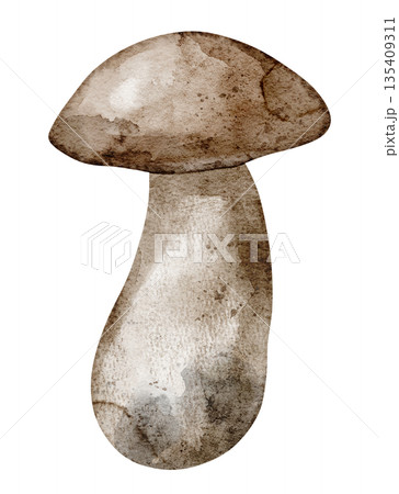 Watercolor Boletus mushroom with brown cap and tall stem. Illustration of edible forest Fungus on isolated background for autumn harvest. Drawing of fall fungi for cooking books or menu designs. 135409311