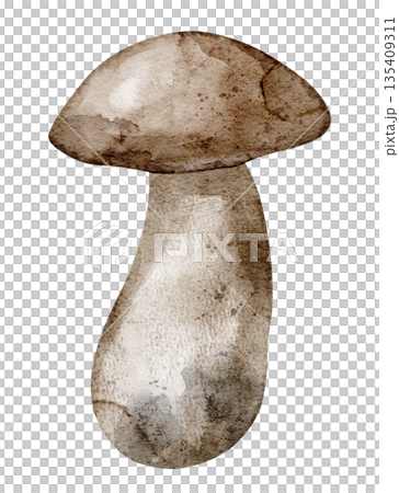 Watercolor Boletus mushroom with brown cap and tall stem. Illustration of edible forest Fungus on isolated background for autumn harvest. Drawing of fall fungi for cooking books or menu designs. 135409311