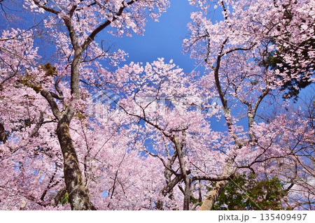 青空に映える満開の桜と高遠城址 135409497