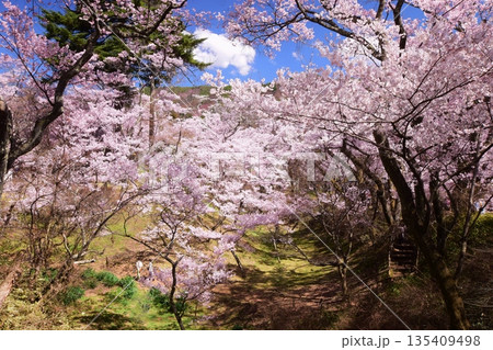 青空に映える満開の桜と高遠城址 青空に映える満開の桜と高遠城址 135409498