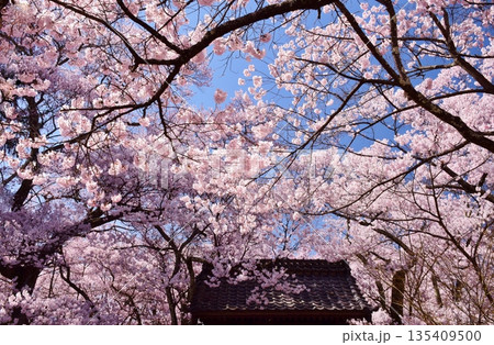 青空に映える満開の桜と高遠城址 135409500