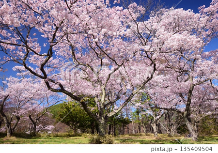 青空に映える満開の桜と高遠城址 青空に映える満開の桜と高遠城址 135409504