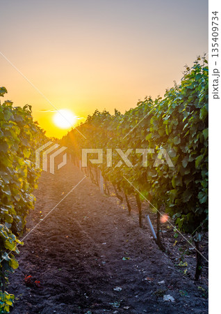 Sunset over the vineyard at South Moravia region, Czech republic. Traditional wine land. |Colorful sunset, dramatic clouds. 135409734