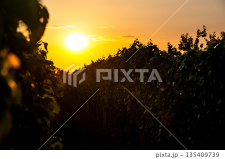 Sunset over the vineyard at South Moravia region, Czech republic. Traditional wine land. |Colorful sunset, dramatic clouds. 135409739