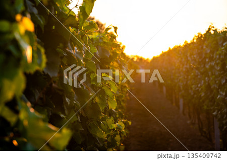 Sunset over the vineyard at South Moravia region, Czech republic. Traditional wine land. |Colorful sunset, dramatic clouds. Sunset over the vineyard at South Moravia region, Czech republic. Traditional wine land. |Colorful sunset, dramatic clouds. 135409742