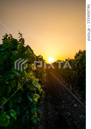 Sunset over the vineyard at South Moravia region, Czech republic. Traditional wine land. |Colorful sunset, dramatic clouds. Sunset over the vineyard at South Moravia region, Czech republic. Traditional wine land. |Colorful sunset, dramatic clouds. 135409746