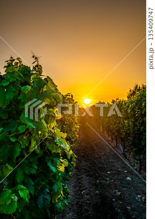 Sunset over the vineyard at South Moravia region, Czech republic. Traditional wine land. |Colorful sunset, dramatic clouds. 135409747