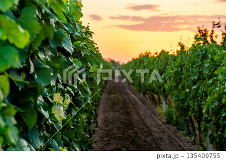 Sunset over the vineyard at South Moravia region, Czech republic. Traditional wine land. |Colorful sunset, dramatic clouds. Sunset over the vineyard at South Moravia region, Czech republic. Traditional wine land. |Colorful sunset, dramatic clouds. 135409755