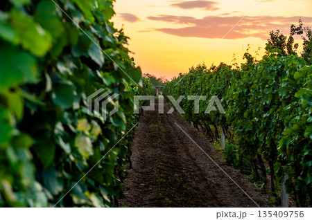 Sunset over the vineyard at South Moravia region, Czech republic. Traditional wine land. |Colorful sunset, dramatic clouds. 135409756