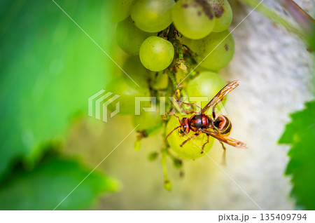 The yellow hornet (latin name Vespa Crabro) is eating grape fruit in vineyard. Close up macro view of insect. The yellow hornet (latin name Vespa Crabro) is eating grape fruit in vineyard. Close up macro view of insect. 135409794