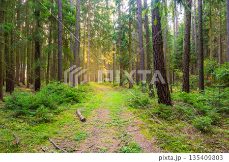 View of magical forest in soft light. Detail of forest lumber industry. View of magical forest in soft light. Detail of forest lumber industry. 135409803