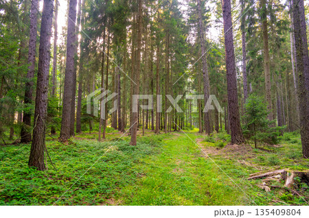 View of magical forest in soft light. Detail of forest lumber industry. View of magical forest in soft light. Detail of forest lumber industry. 135409804