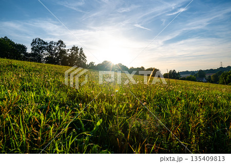 Meadow in the sunset, view of grass and flowers on meadow. Agriculture countryside land. Meadow in the sunset, view of grass and flowers on meadow. Agriculture countryside land. 135409813