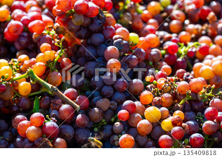 Freshly harvested wine grape placed in box near vineyard, South Moravia region, Czech Republic 135409818