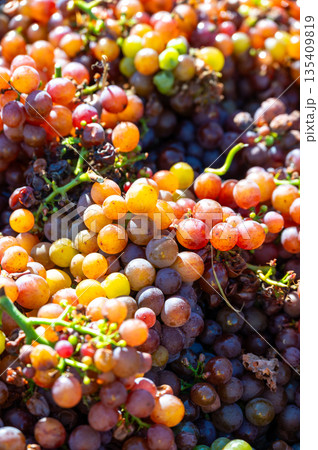 Freshly harvested wine grape placed in box near vineyard, South Moravia region, Czech Republic Freshly harvested wine grape placed in box near vineyard, South Moravia region, Czech Republic 135409819