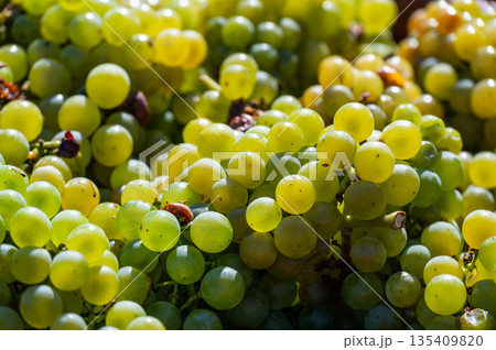 Freshly harvested wine grape placed in box near vineyard, South Moravia region, Czech Republic 135409820