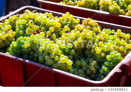 Freshly harvested wine grape placed in box near vineyard, South Moravia region, Czech Republic 135409821