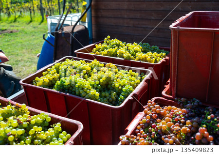 Freshly harvested wine grape placed in box near vineyard, South Moravia region, Czech Republic 135409823