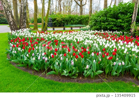 Beautiful Tulip flower in bloom, multiple colors - red, orange, pink, white. Formal garden Keukenhof, Netherlands. 135409915