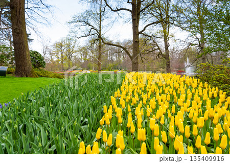 Beautiful Tulip flower in bloom, multiple colors - red, orange, pink, white. Formal garden Keukenhof, Netherlands. 135409916