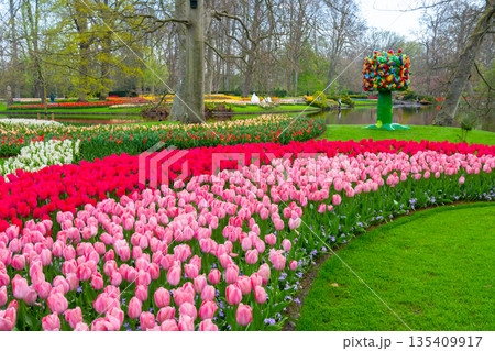 Beautiful Tulip flower in bloom, multiple colors - red, orange, pink, white. Formal garden Keukenhof, Netherlands. Beautiful Tulip flower in bloom, multiple colors - red, orange, pink, white. Formal garden Keukenhof, Netherlands. 135409917