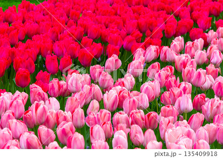 Beautiful Tulip flower in bloom, multiple colors - red, orange, pink, white. Formal garden Keukenhof, Netherlands. Beautiful Tulip flower in bloom, multiple colors - red, orange, pink, white. Formal garden Keukenhof, Netherlands. 135409918