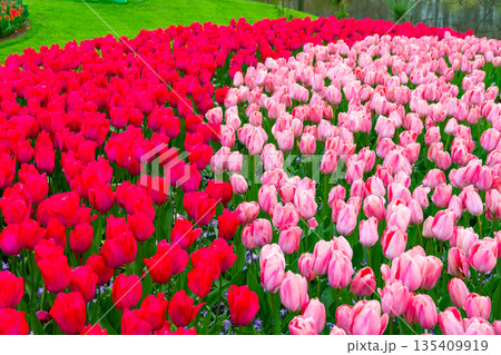 Beautiful Tulip flower in bloom, multiple colors - red, orange, pink, white. Formal garden Keukenhof, Netherlands. Beautiful Tulip flower in bloom, multiple colors - red, orange, pink, white. Formal garden Keukenhof, Netherlands. 135409919