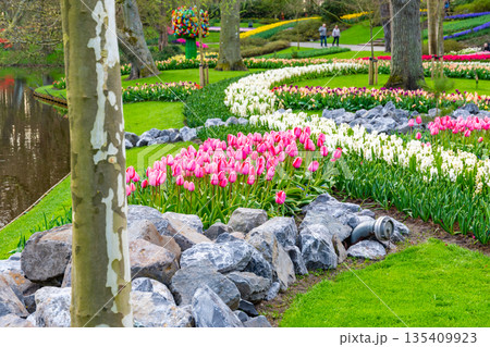 Beautiful Tulip flower in bloom, multiple colors - red, orange, pink, white. Formal garden Keukenhof, Netherlands. Beautiful Tulip flower in bloom, multiple colors - red, orange, pink, white. Formal garden Keukenhof, Netherlands. 135409923