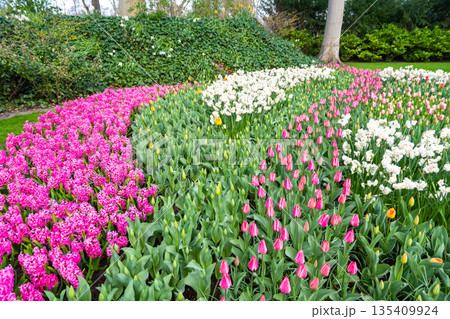 Beautiful Tulip flower in bloom, multiple colors - red, orange, pink, white. Formal garden Keukenhof, Netherlands. Beautiful Tulip flower in bloom, multiple colors - red, orange, pink, white. Formal garden Keukenhof, Netherlands. 135409924