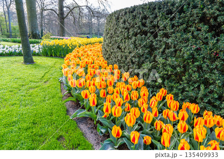 Beautiful Tulip flower in bloom, multiple colors - red, orange, pink, white. Formal garden Keukenhof, Netherlands. Beautiful Tulip flower in bloom, multiple colors - red, orange, pink, white. Formal garden Keukenhof, Netherlands. 135409933
