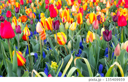 Beautiful Tulip flower in bloom, multiple colors - red, orange, pink, white. Formal garden Keukenhof, Netherlands. Beautiful Tulip flower in bloom, multiple colors - red, orange, pink, white. Formal garden Keukenhof, Netherlands. 135409939