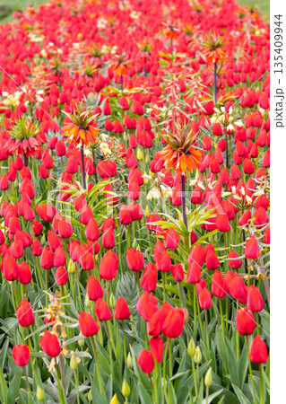 Beautiful Tulip flower in bloom, multiple colors - red, orange, pink, white. Formal garden Keukenhof, Netherlands. Beautiful Tulip flower in bloom, multiple colors - red, orange, pink, white. Formal garden Keukenhof, Netherlands. 135409944