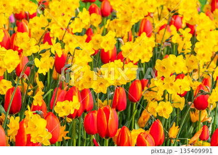 Narcissus flower at Dutch garden. Beautiful flowers in bloom, springtime. Narcissus flower at Dutch garden. Beautiful flowers in bloom, springtime. 135409991