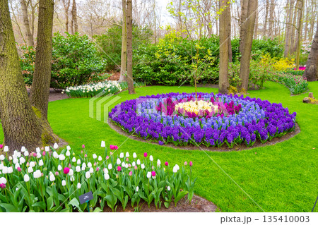 Field of beautiful pink, violet hyacinthus flower in bloom. Spring plant in form of circle, placed in fresh green grass. 135410003