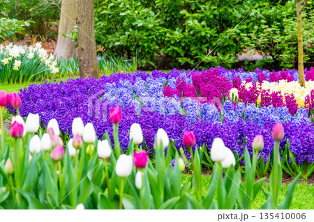 Field of beautiful pink, violet hyacinthus flower in bloom. Spring plant in form of circle, placed in fresh green grass. 135410006