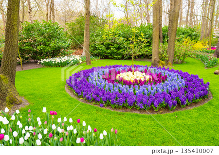 Field of beautiful pink, violet hyacinthus flower in bloom. Spring plant in form of circle, placed in fresh green grass. 135410007