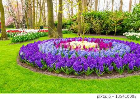 Field of beautiful pink, violet hyacinthus flower in bloom. Spring plant in form of circle, placed in fresh green grass. Field of beautiful pink, violet hyacinthus flower in bloom. Spring plant in form of circle, placed in fresh green grass. 135410008