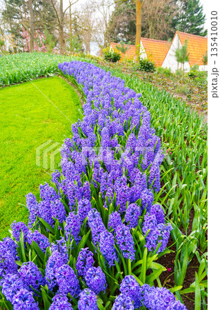 Field of beautiful pink, violet hyacinthus flower in bloom. Spring plant in form of circle, placed in fresh green grass. Field of beautiful pink, violet hyacinthus flower in bloom. Spring plant in form of circle, placed in fresh green grass. 135410010