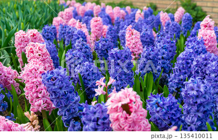 Field of beautiful pink, violet hyacinthus flower in bloom. Spring plant in form of circle, placed in fresh green grass. Field of beautiful pink, violet hyacinthus flower in bloom. Spring plant in form of circle, placed in fresh green grass. 135410011