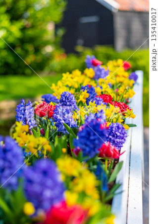 Field of beautiful pink, violet hyacinthus flower in bloom. Spring plant in form of circle, placed in fresh green grass. 135410017