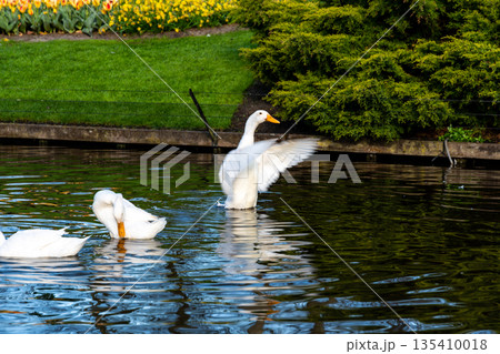 White goose is waving with wings on small water pond near the public park. 135410018
