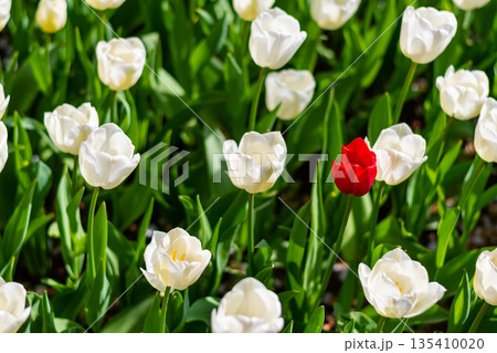 One single red tulip is growing in field of white tulips. Concept of exceptionality and uniqueness. One single red tulip is growing in field of white tulips. Concept of exceptionality and uniqueness. 135410020